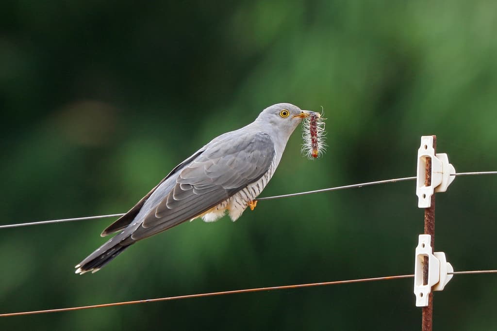 Waterbirds and Raptors of Africa trivia question image