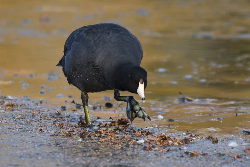Waterbirds and Raptors of North America trivia question image