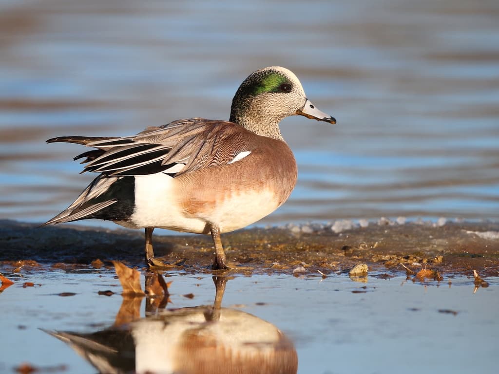Waterbirds and Raptors of North America trivia question image