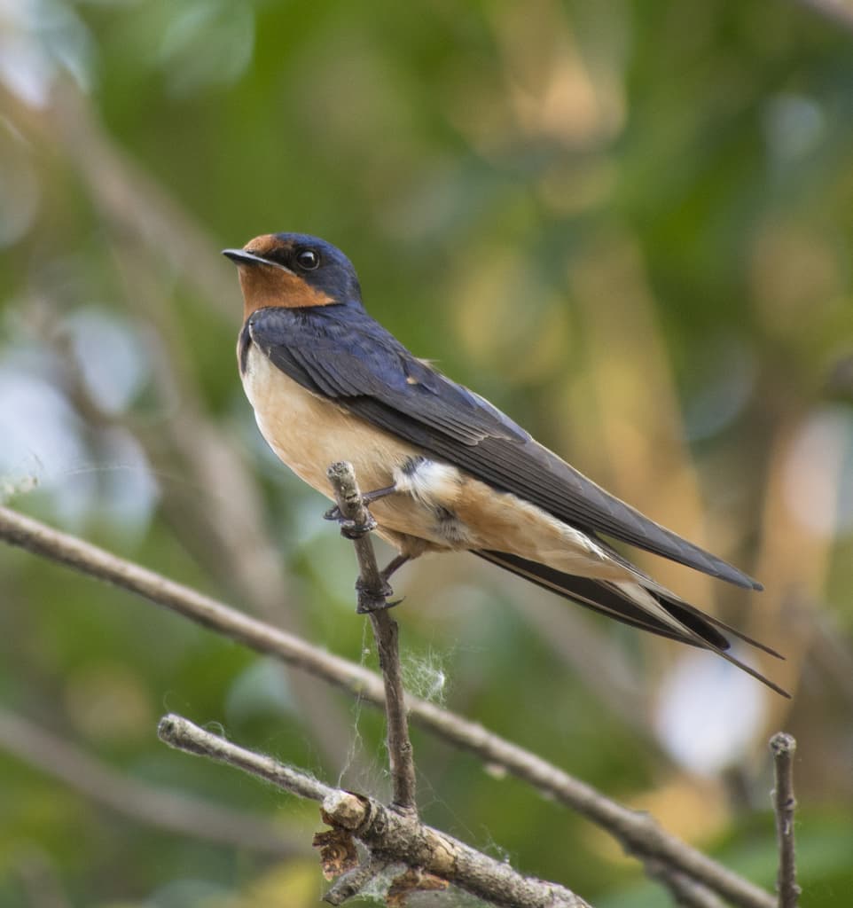 Songbirds of Asia trivia question image