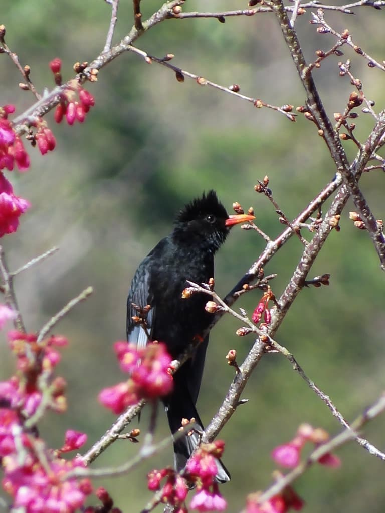 Songbirds of Asia trivia question image