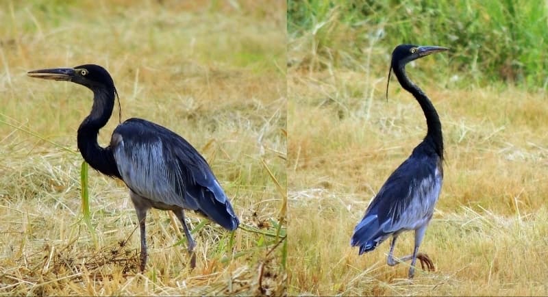 Waterbirds and Raptors of Africa trivia question image