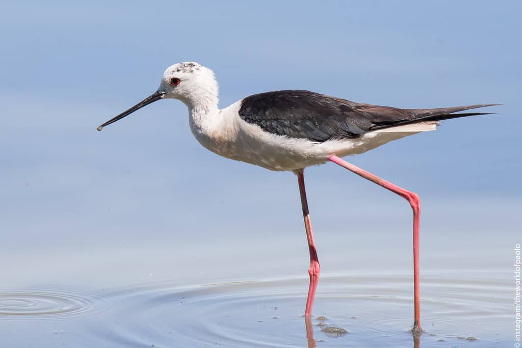 Waterbirds and Raptors of Asia trivia question image