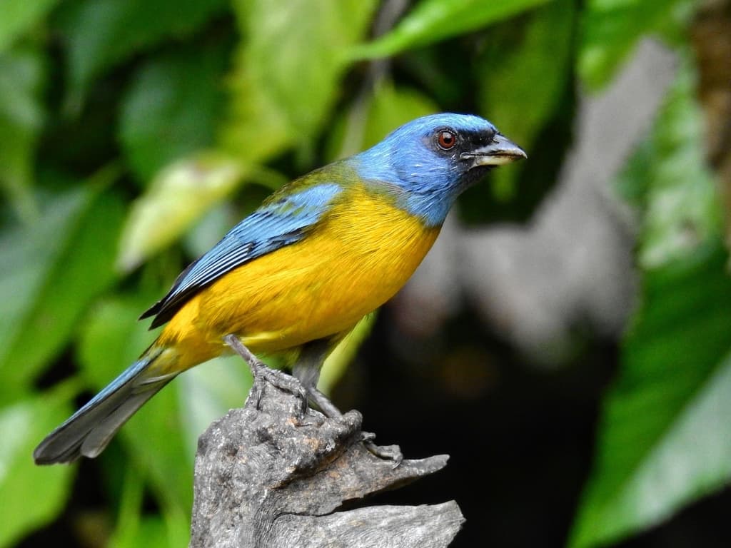Songbirds of South America trivia question image