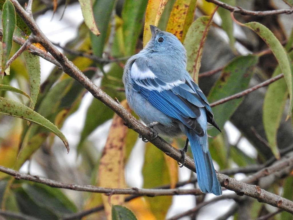 Songbirds of South America trivia question image