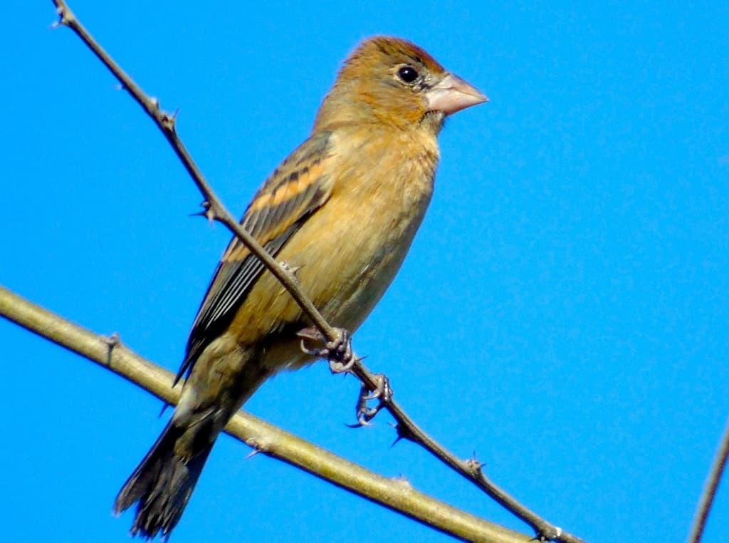 Songbirds of North America trivia question image