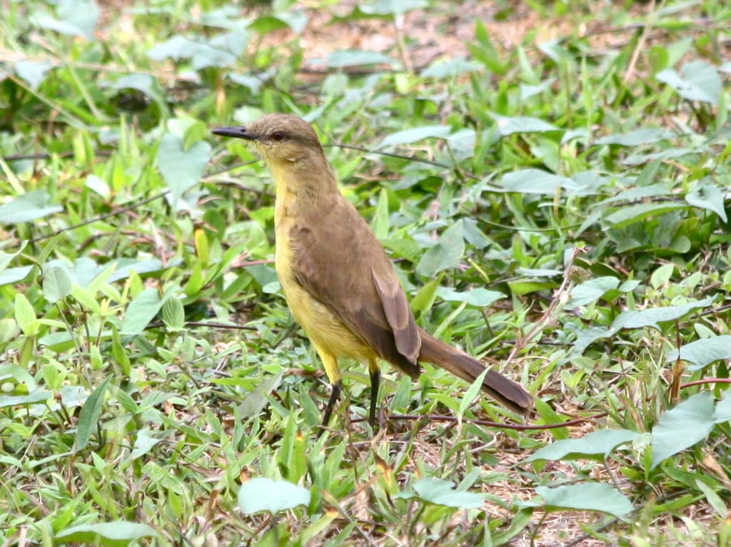 Songbirds of South America trivia question image