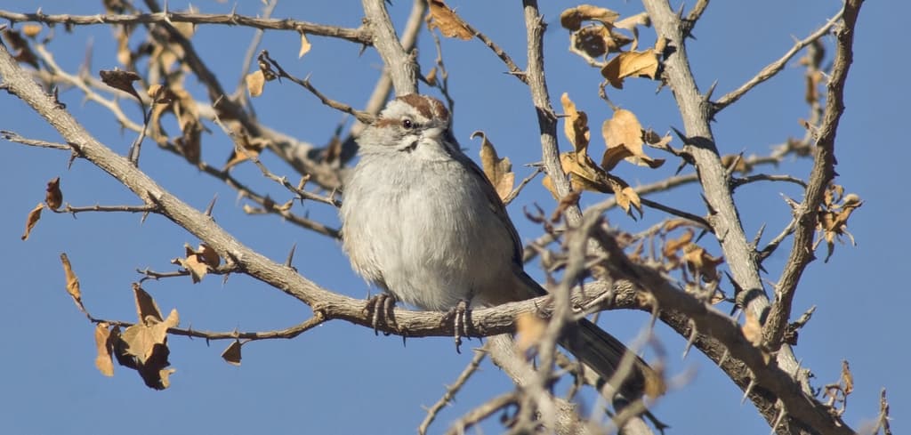 Songbirds of South America trivia question image