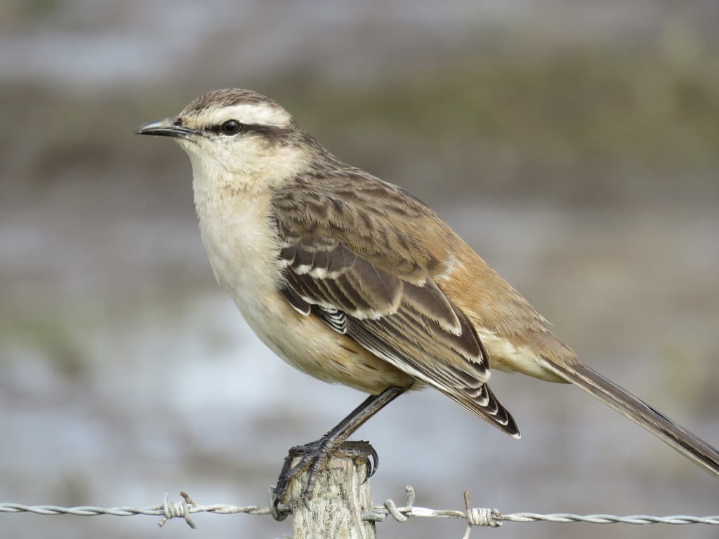 Songbirds of South America trivia question image