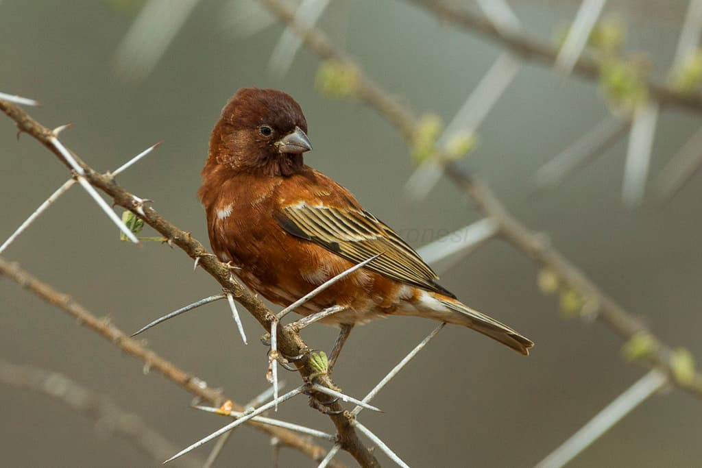 Songbirds of Africa trivia question image