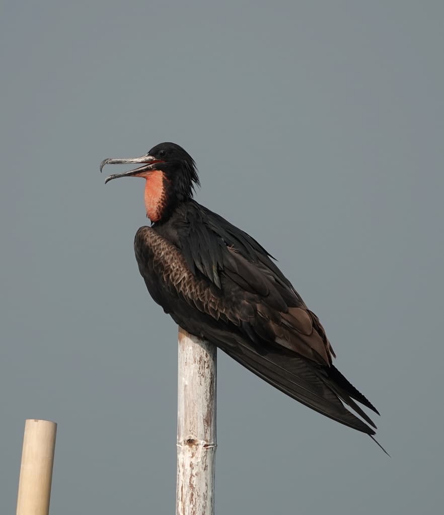 Waterbirds and Raptors of Asia trivia question image