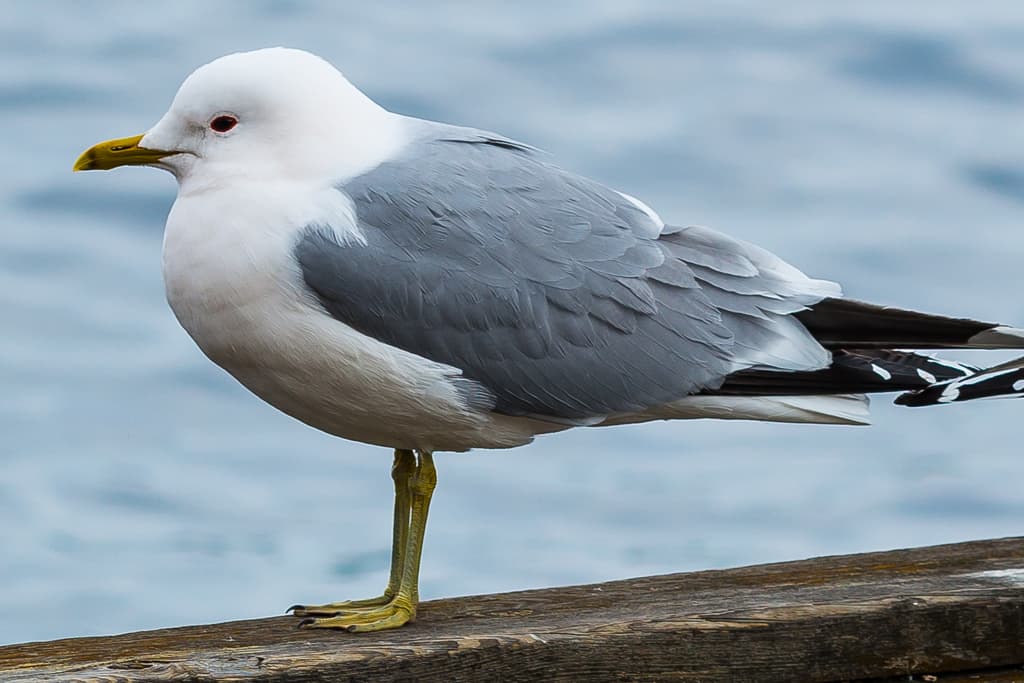 Waterbirds and Raptors of Europe trivia question image