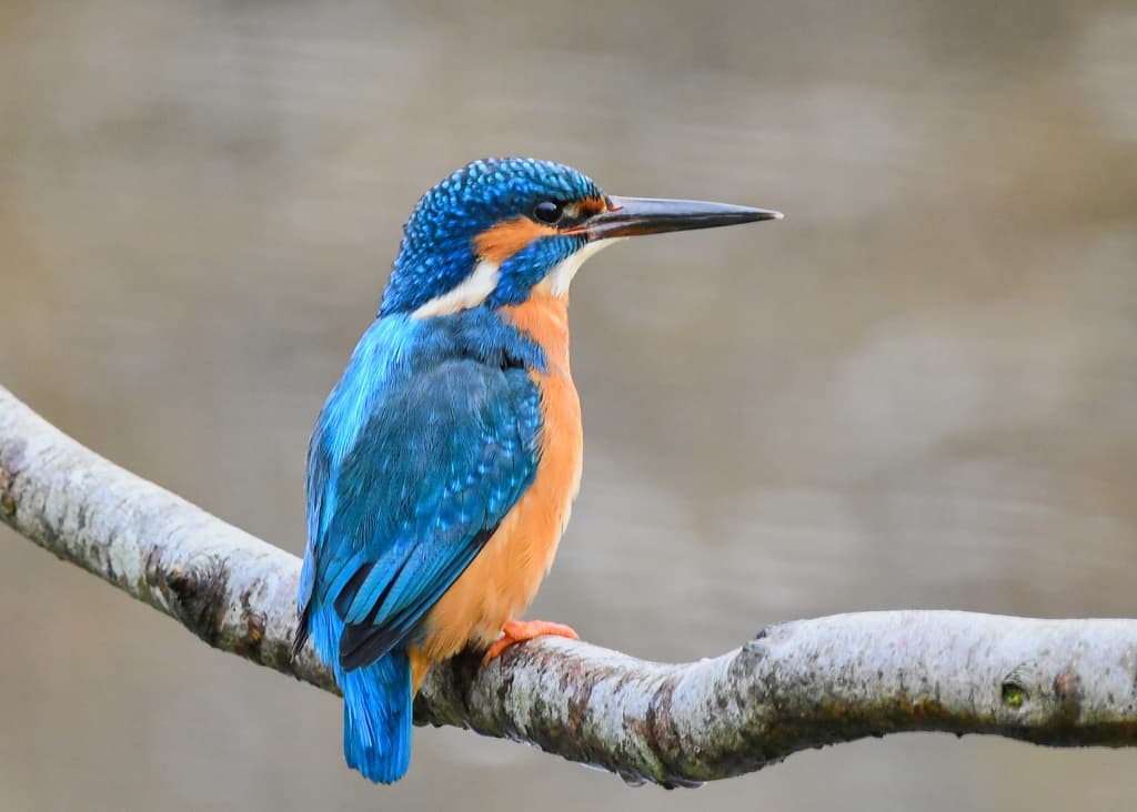 Waterbirds and Raptors of Asia trivia question image