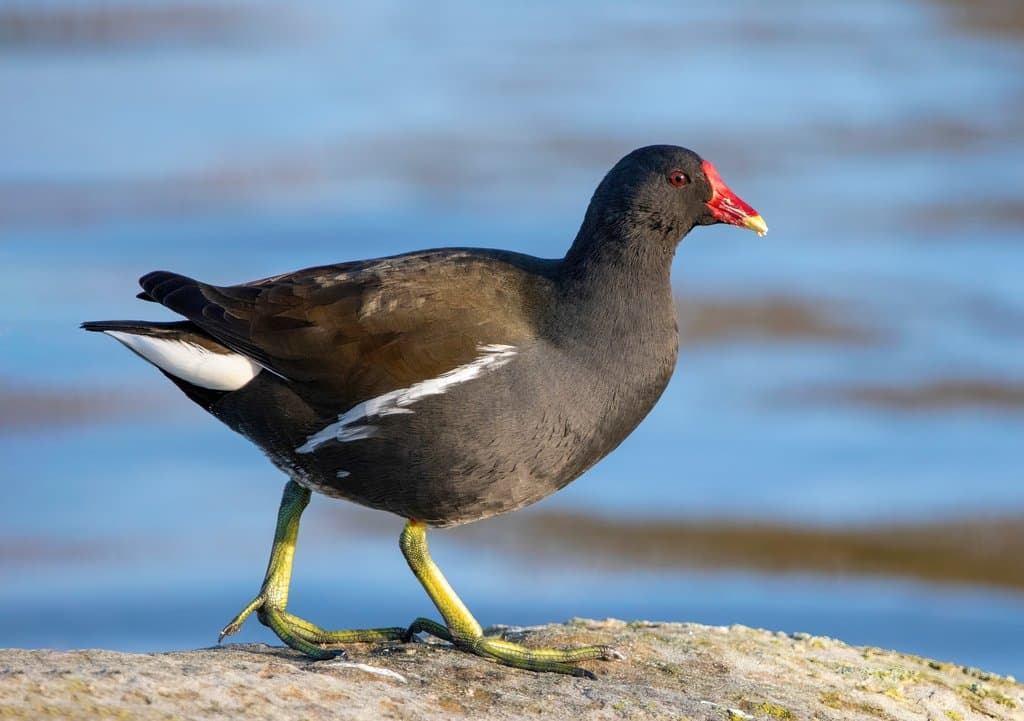 Waterbirds and Raptors of Asia trivia question image