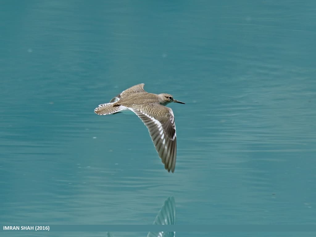 Waterbirds and Raptors of Asia trivia question image