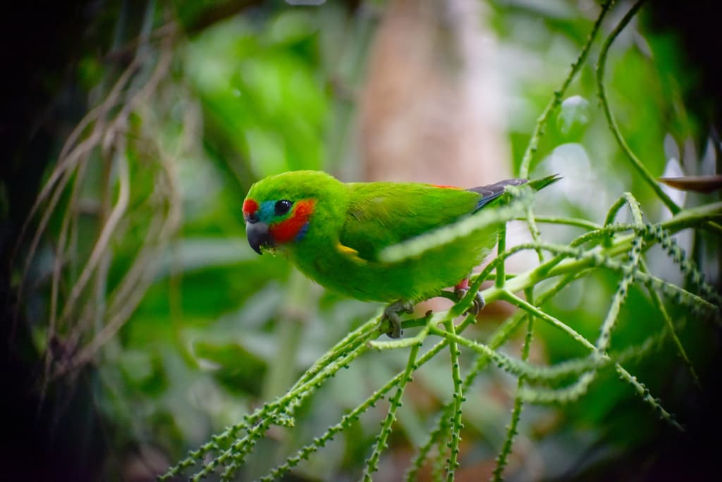 Waterbirds and Raptors of Oceania trivia question image