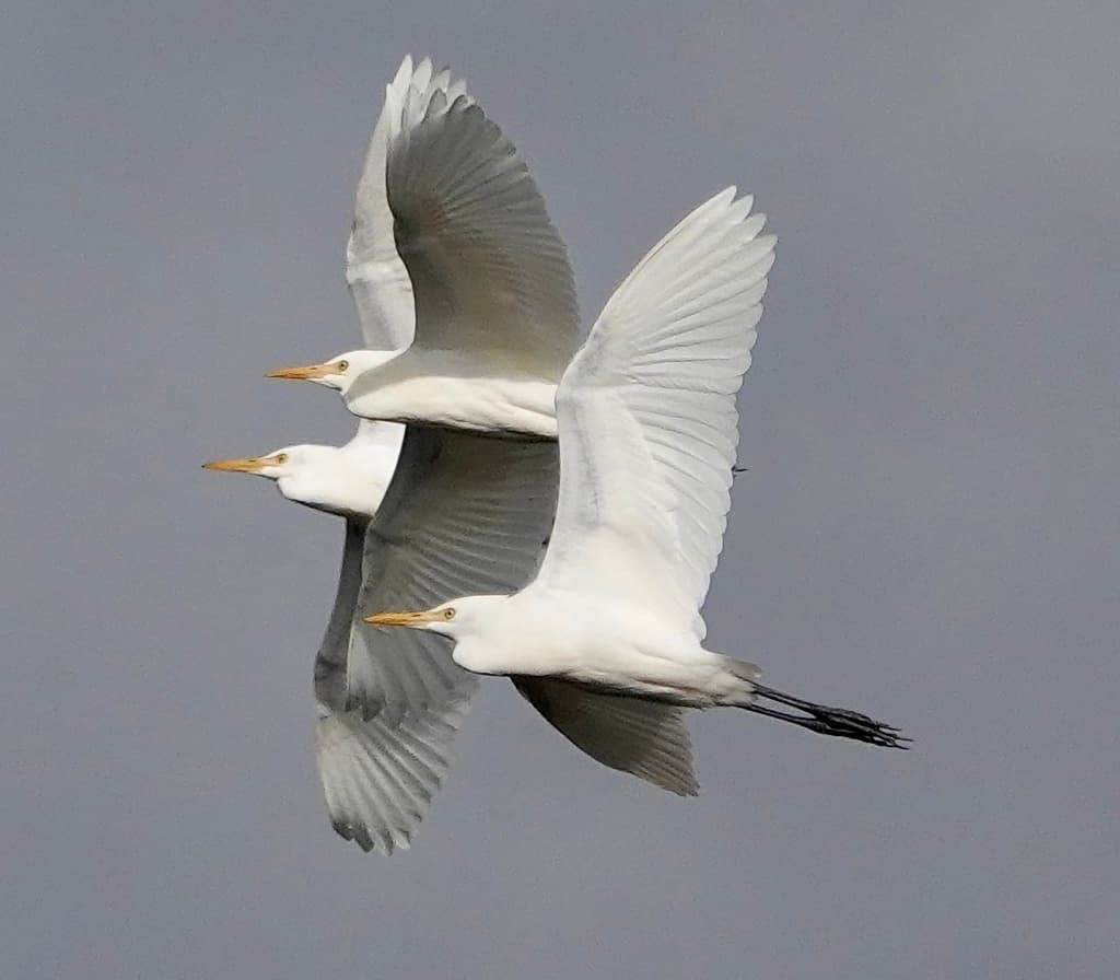 Waterbirds and Raptors of Asia trivia question image