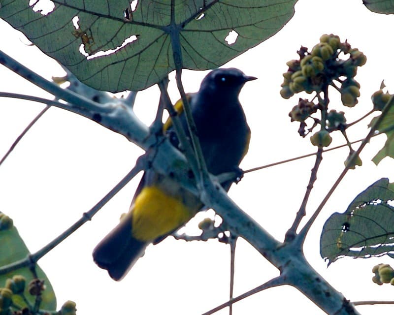Songbirds of Asia trivia question image
