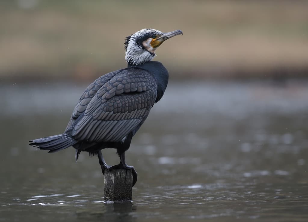 Waterbirds and Raptors of Asia trivia question image