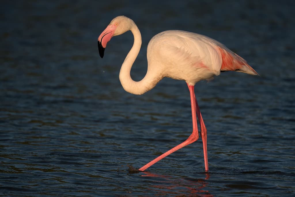 Waterbirds and Raptors of Africa trivia question image