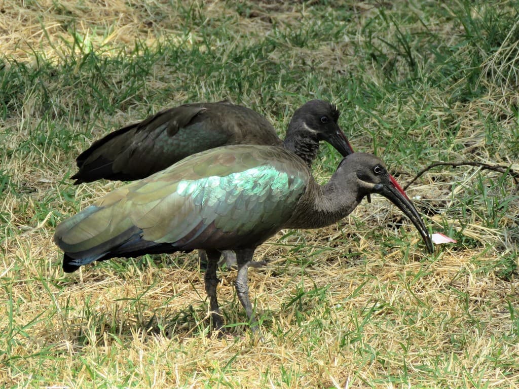 Waterbirds and Raptors of Africa trivia question image