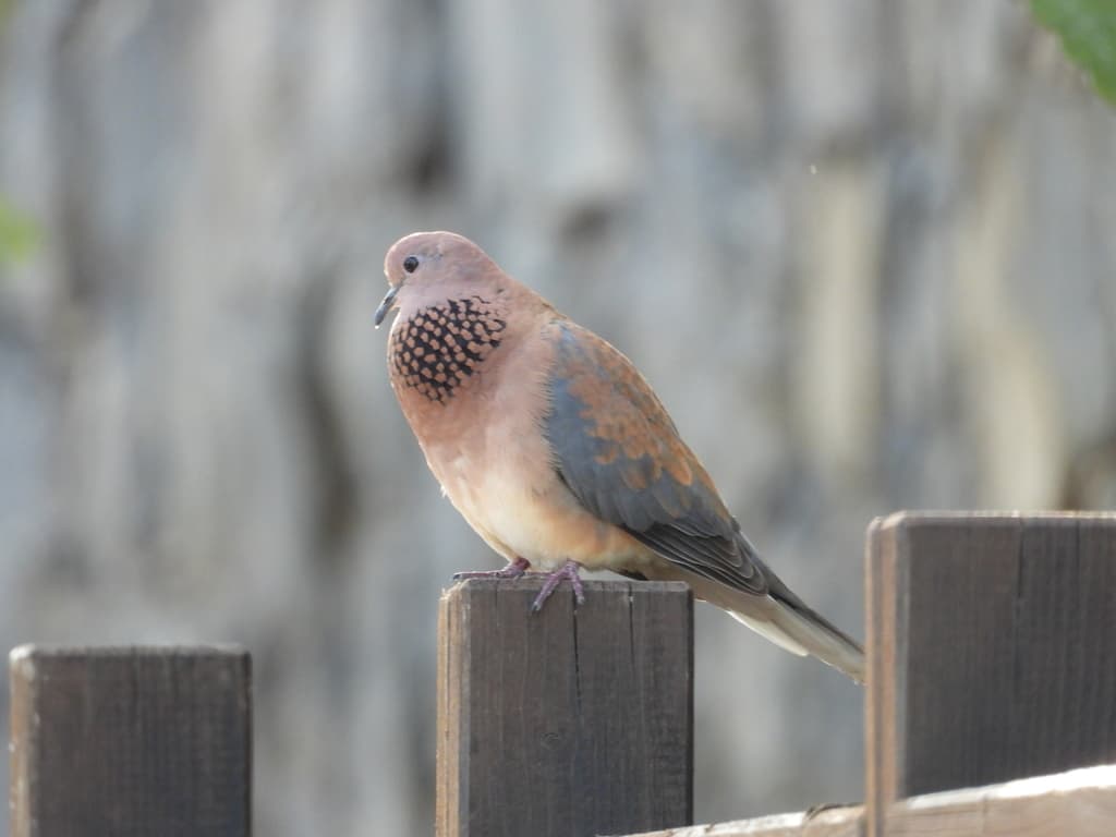 Waterbirds and Raptors of Africa trivia question image