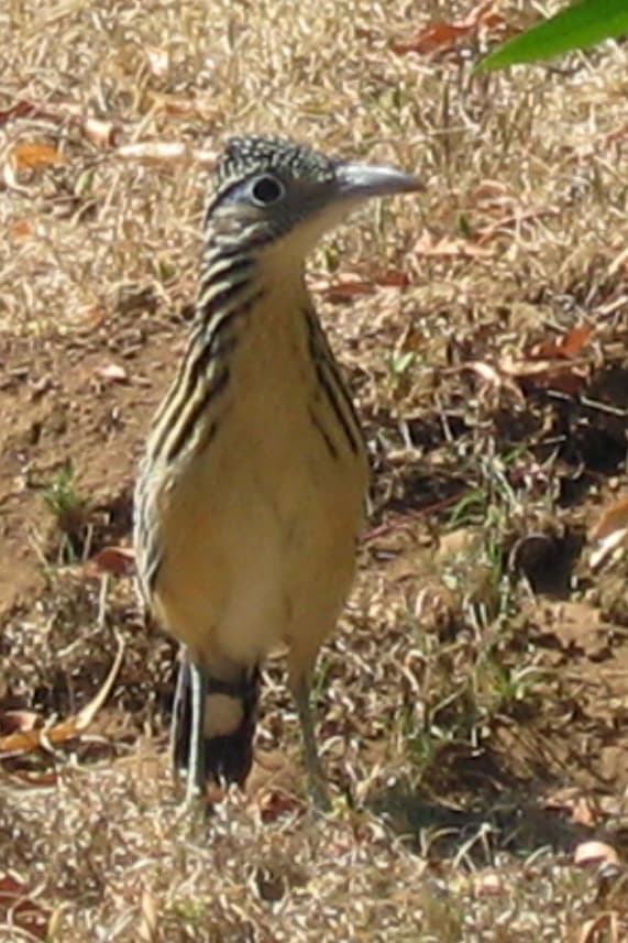 Waterbirds and Raptors of North America trivia question image