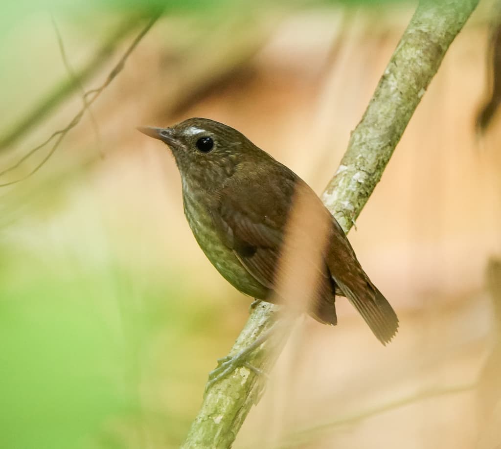 Songbirds of Asia trivia question image