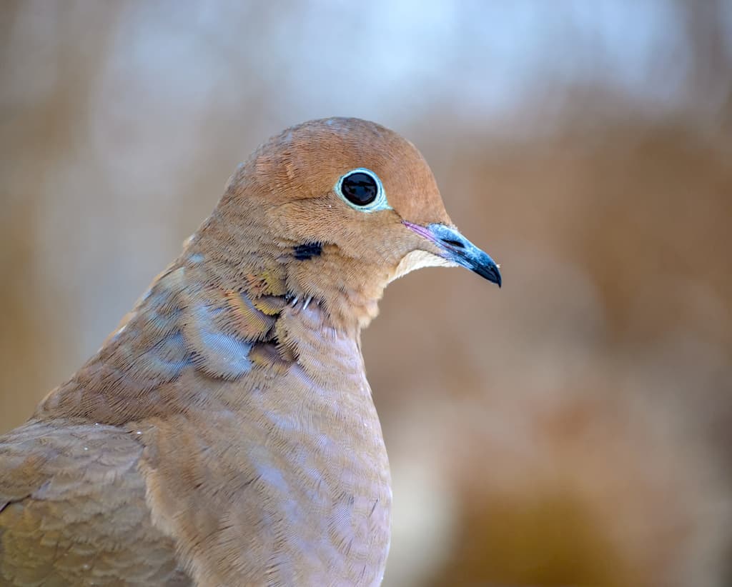 Waterbirds and Raptors of North America trivia question image