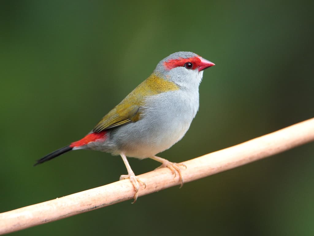 Songbirds of Oceania trivia question image