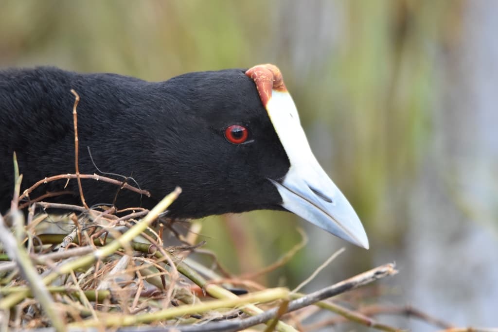 Waterbirds and Raptors of Africa trivia question image