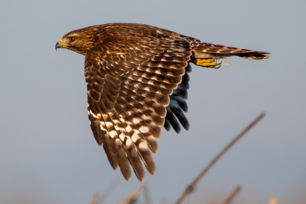 Waterbirds and Raptors of North America trivia question image