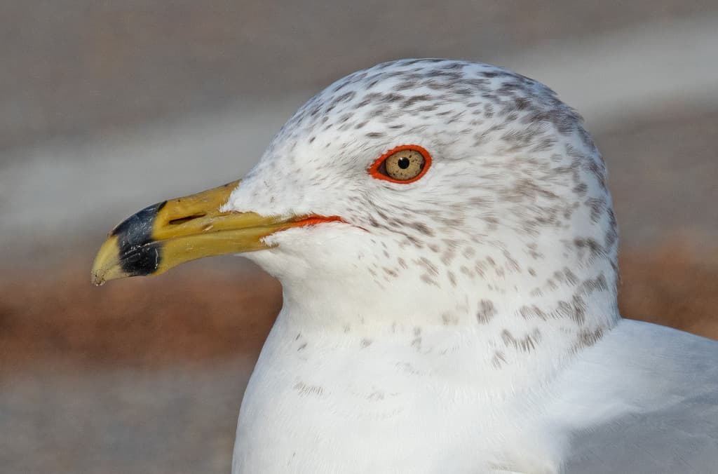 Waterbirds and Raptors of North America trivia question image