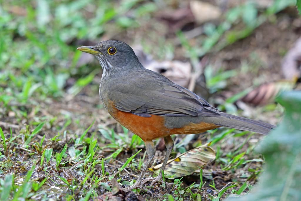 Songbirds of South America trivia question image