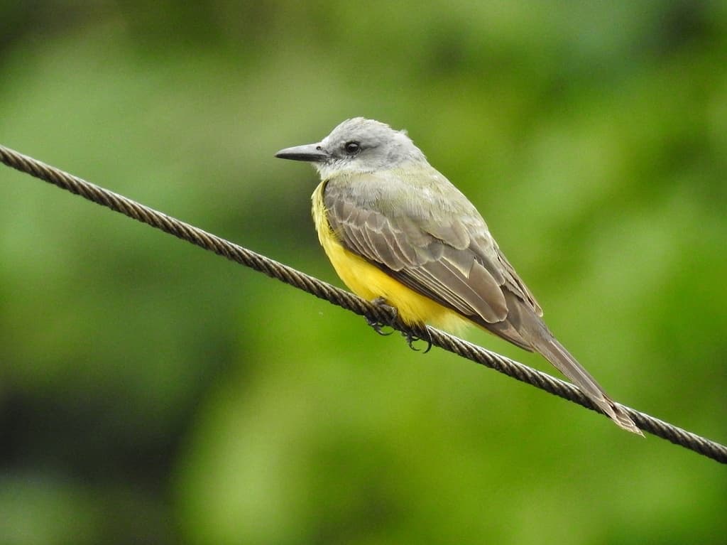 Songbirds of South America trivia question image