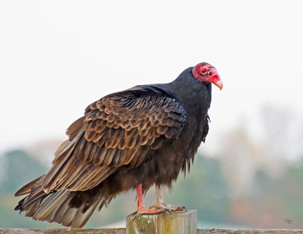 Waterbirds and Raptors of North America trivia question image