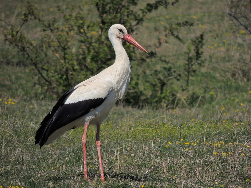 Waterbirds and Raptors of Europe trivia question image