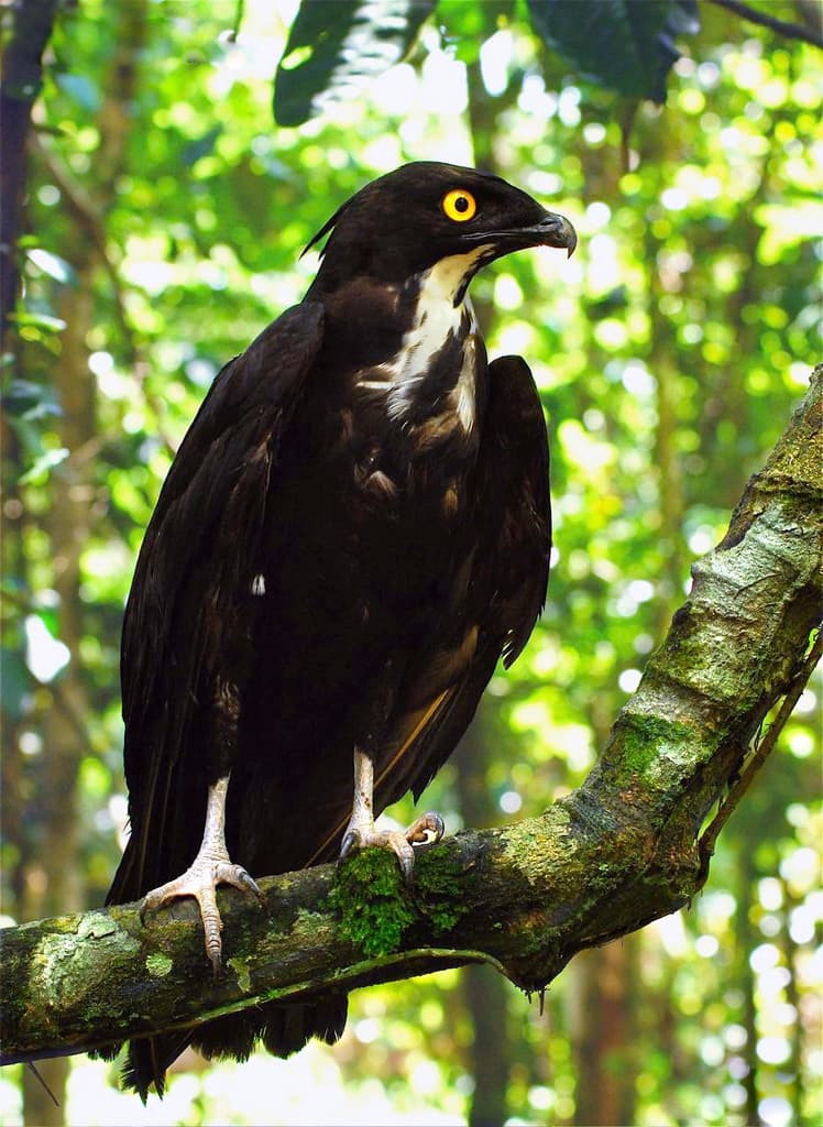 Hawks and Buzzards of the World trivia question image
