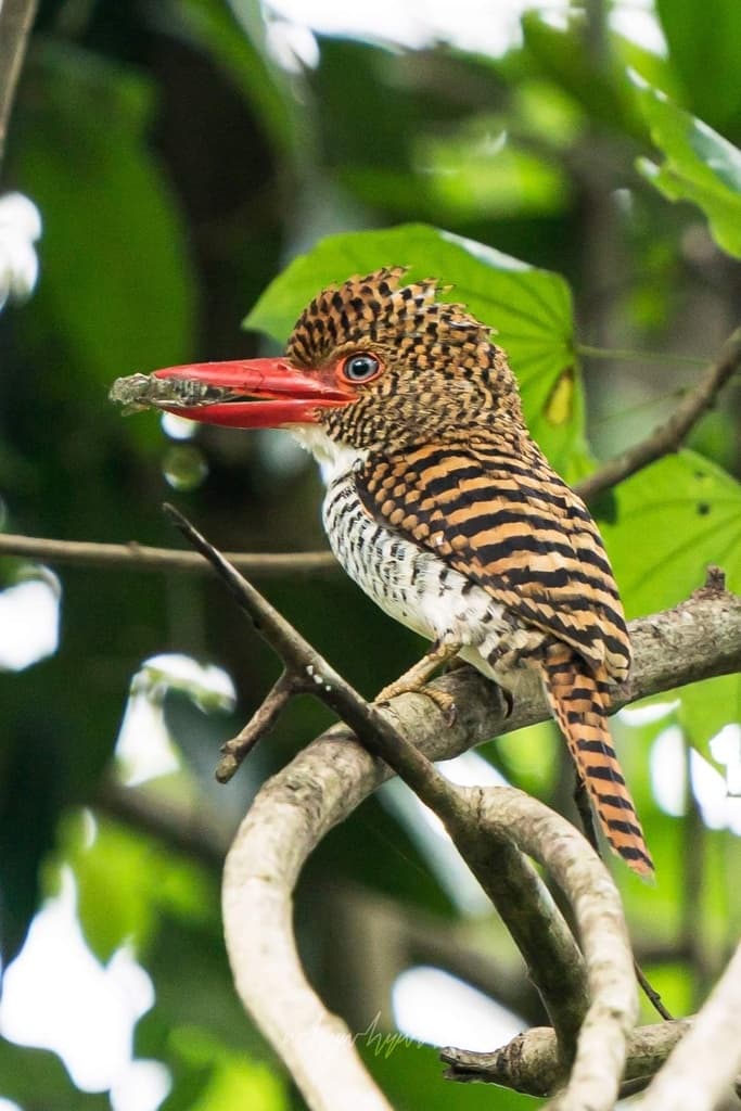 Kingfishers of the World trivia question image