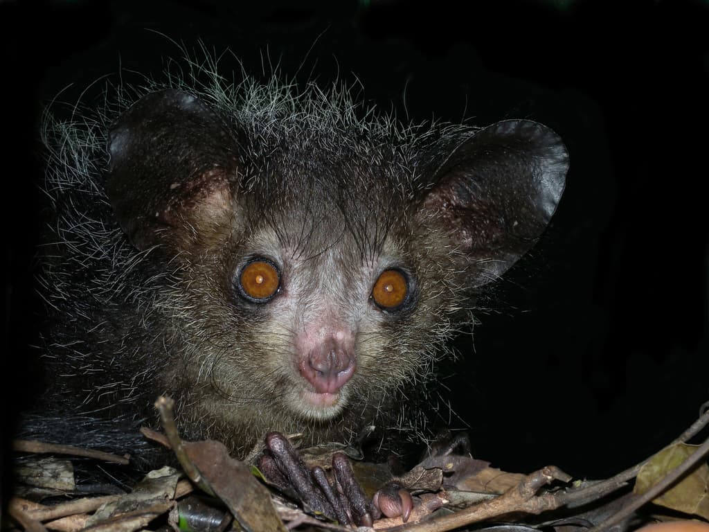 Mammals of Africa trivia question image