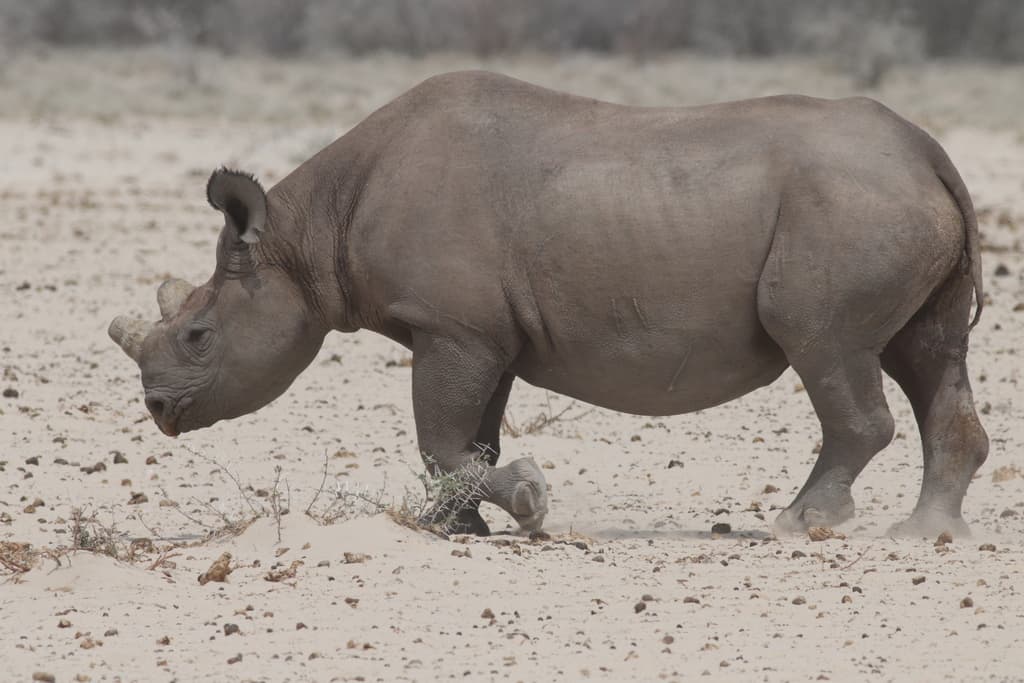 Mammals of Africa trivia question image