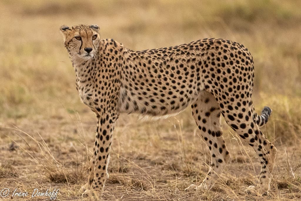 Mammals of Africa trivia question image