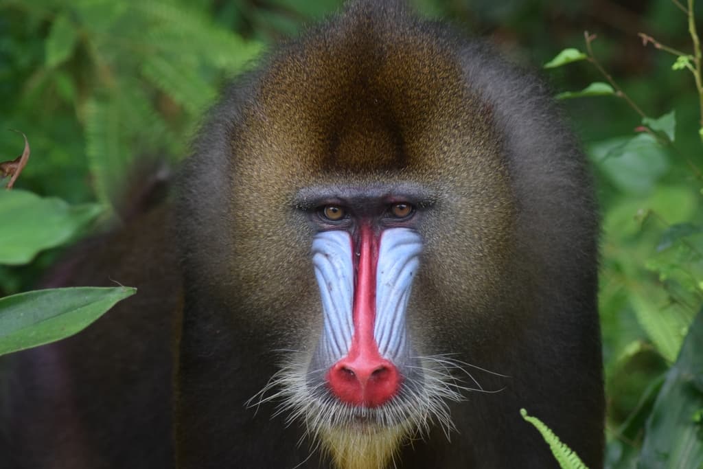 Mammals of Africa trivia question image