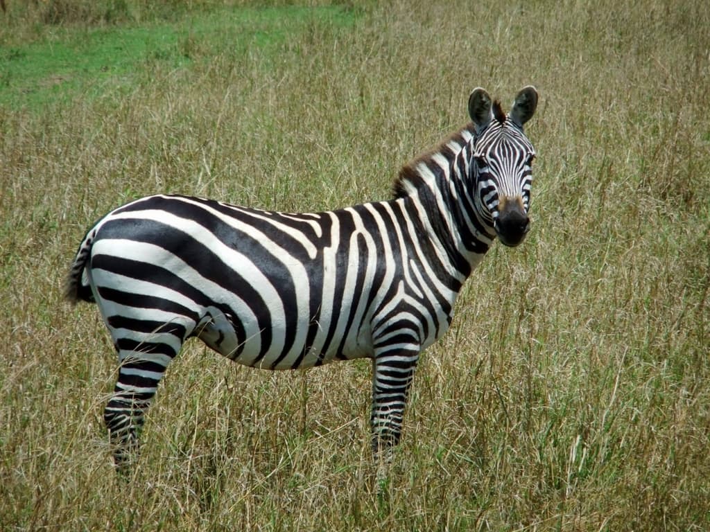 Mammals of Africa trivia question image