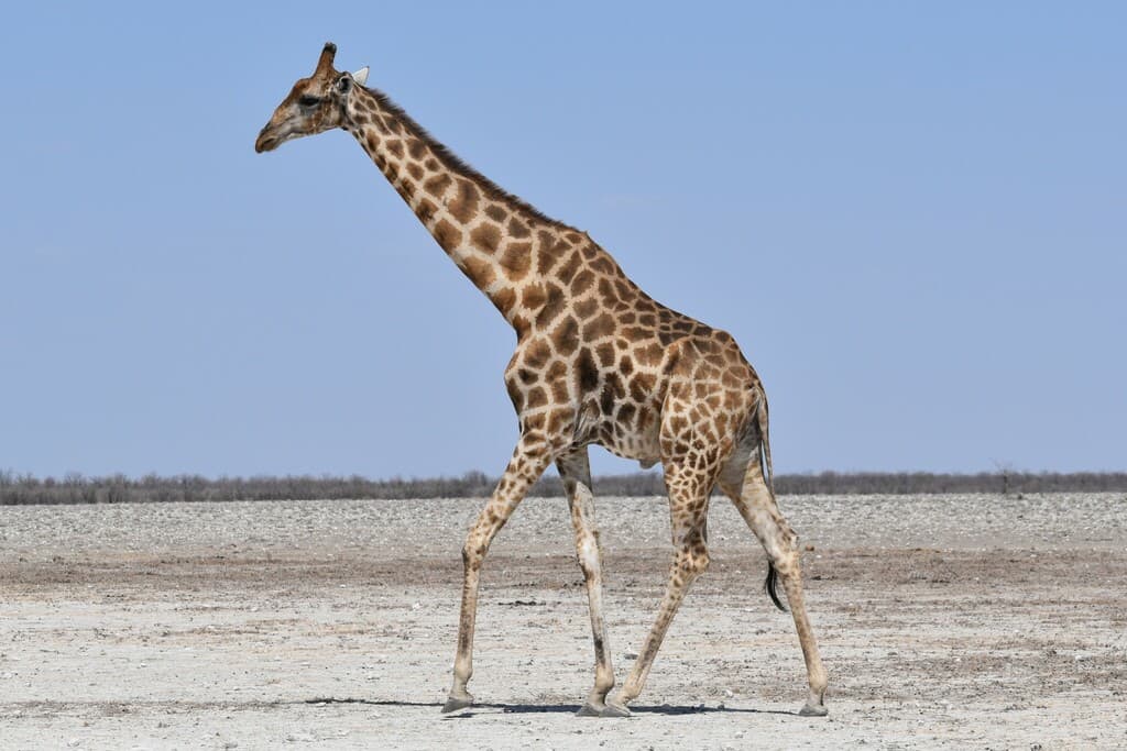 Mammals of Africa trivia question image
