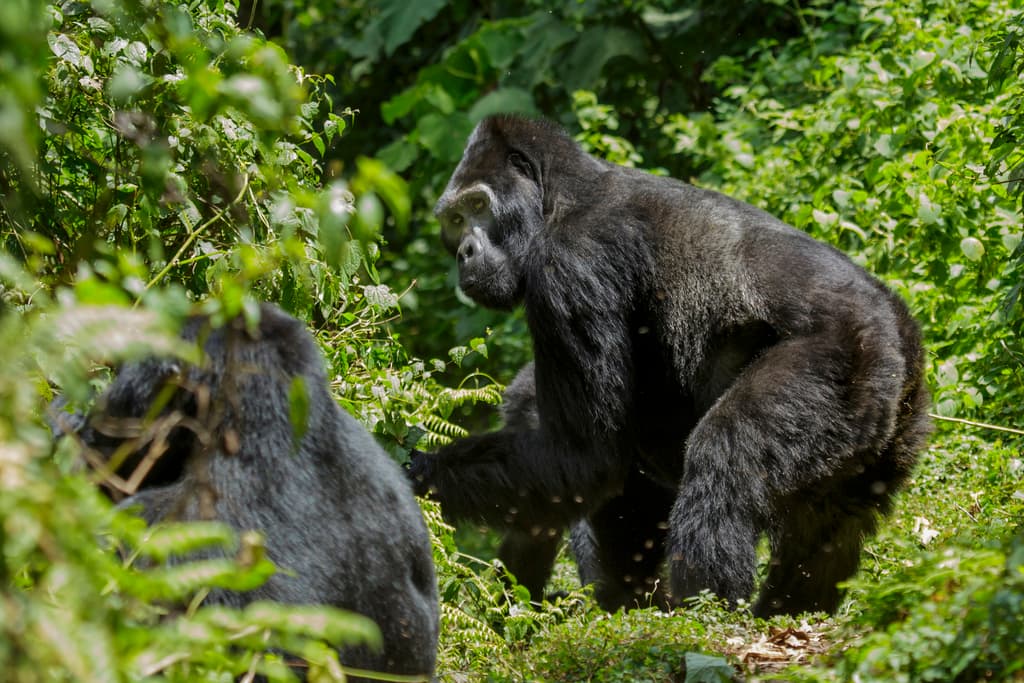 Mammals of Africa trivia question image