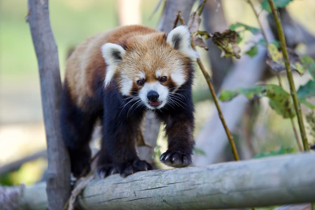 Mammals of Asia trivia question image