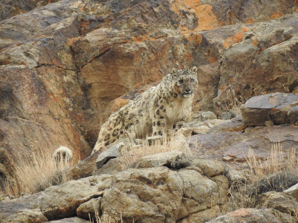 Mammals of Asia trivia question image