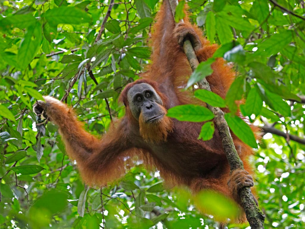 Mammals of Asia trivia question image