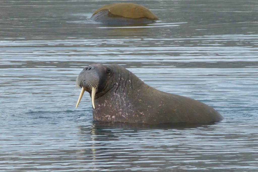 Mammals of North America trivia question image